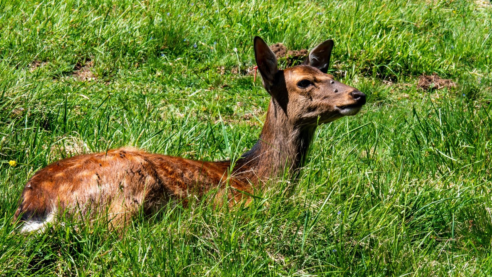 Luggage being loaded onto conveyor belts at an airport.
