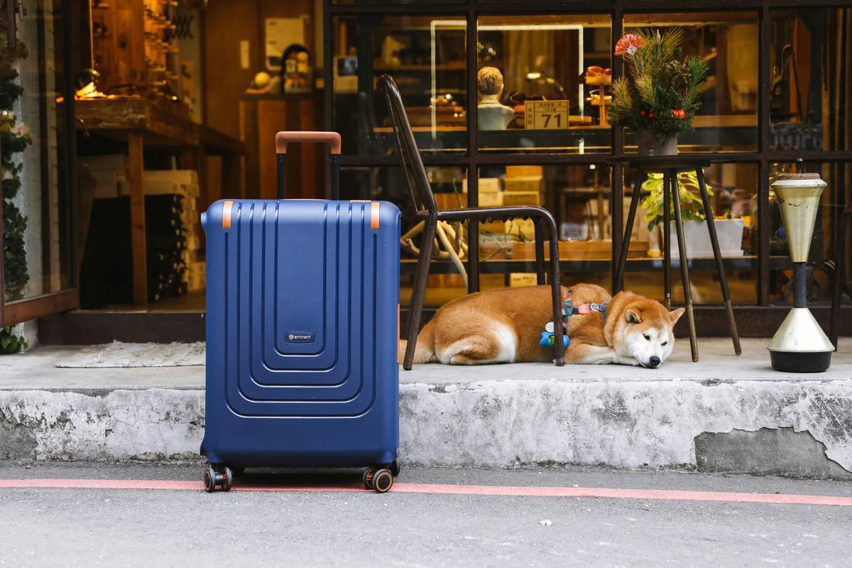 Baggage Insurance for Pet Travel: How to Protect Your Furry Friend's Belongings